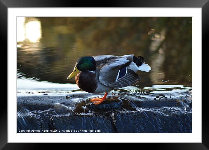Duck N Dive Framed Mounted Print by Ade Robbins