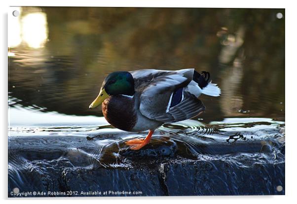 Duck N Dive Acrylic by Ade Robbins