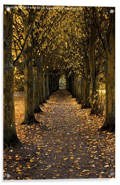 Autumn Avenue Acrylic by Rob Perrett