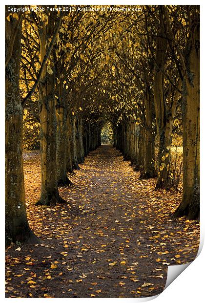 Autumn Avenue Print by Rob Perrett