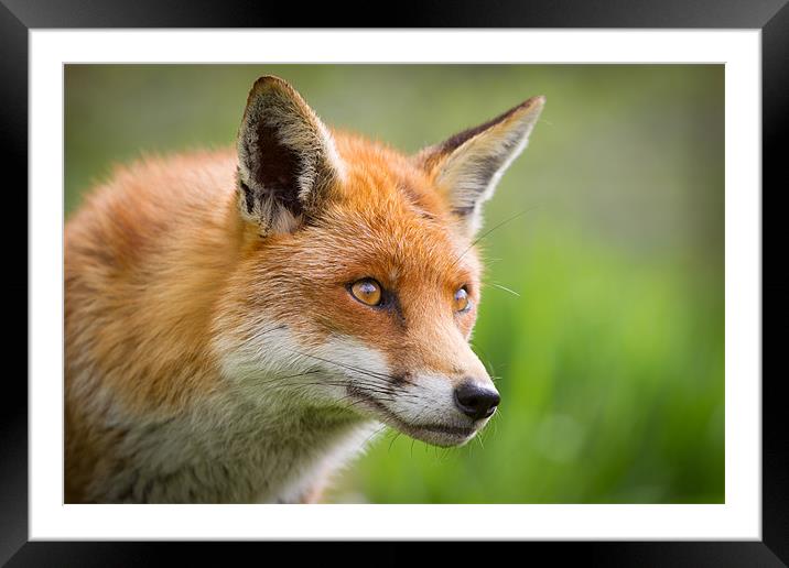 Red Fox Framed Mounted Print by Simon Wrigglesworth