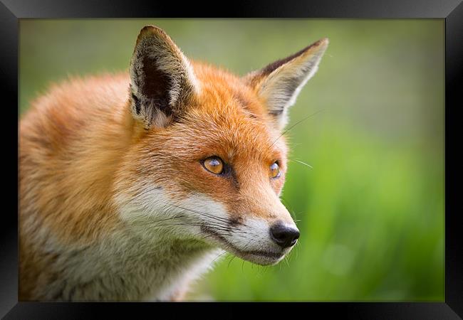 Red Fox Framed Print by Simon Wrigglesworth