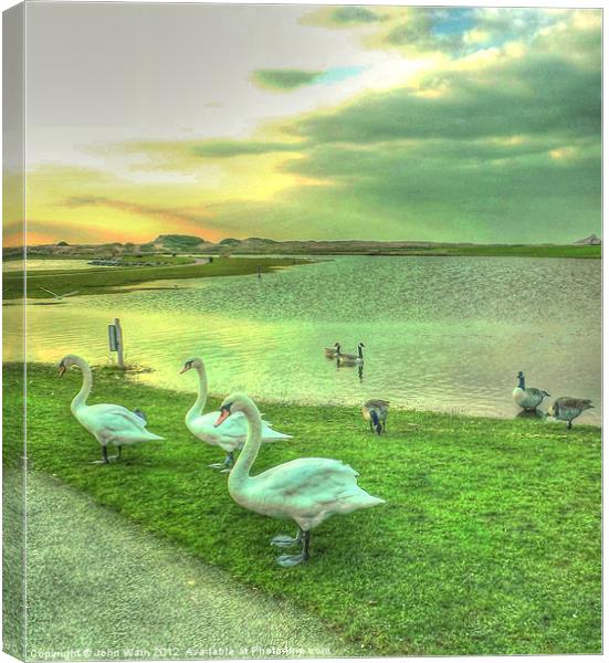 Sunset Swans Canvas Print by John Wain