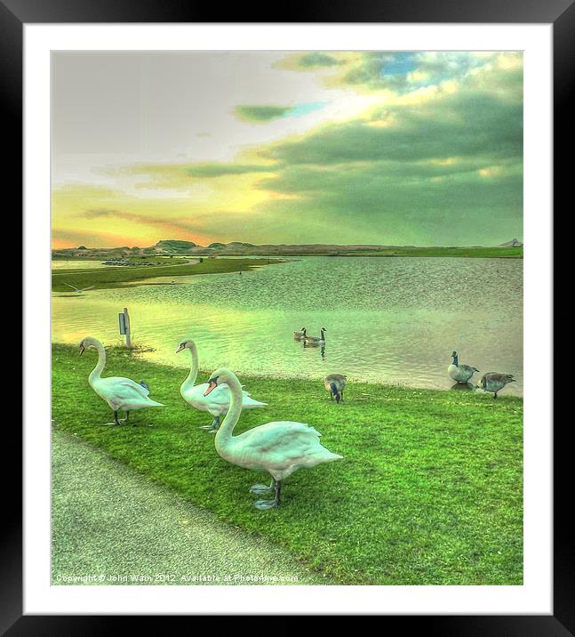 Sunset Swans Framed Mounted Print by John Wain