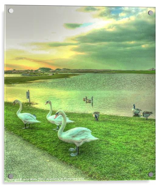 Sunset Swans Acrylic by John Wain