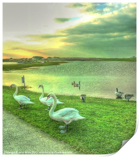 Sunset Swans Print by John Wain