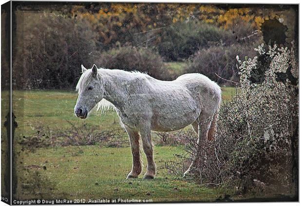 New Forest Pony Canvas Print by Doug McRae