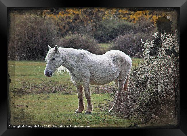 New Forest Pony Framed Print by Doug McRae