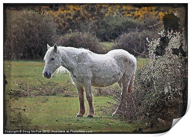 New Forest Pony Print by Doug McRae