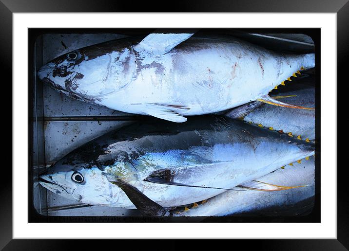 Yellow fin tuna Framed Mounted Print by Phil Crean