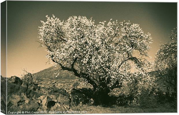 Almonds in flower Canvas Print by Phil Crean