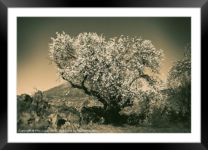 Almonds in flower Framed Mounted Print by Phil Crean