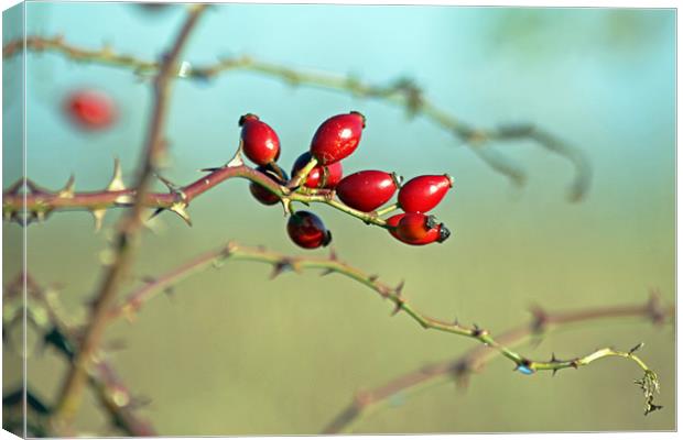 Wild Rose Hips Canvas Print by Tony Murtagh