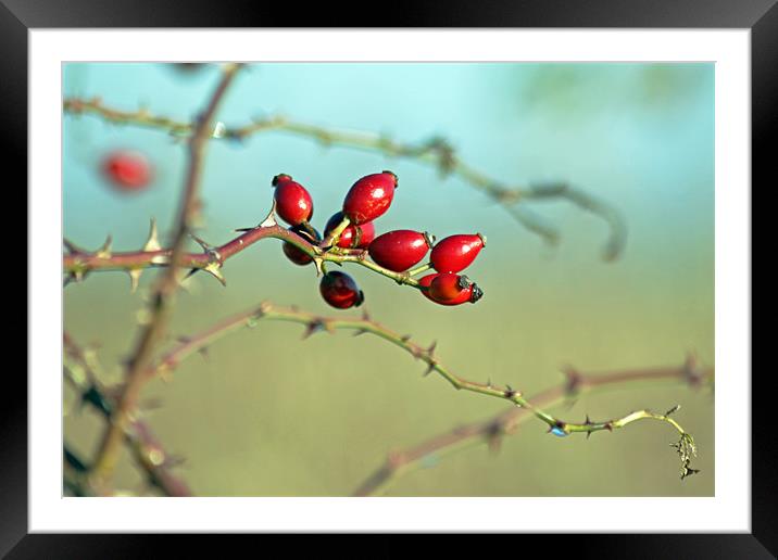 Wild Rose Hips Framed Mounted Print by Tony Murtagh