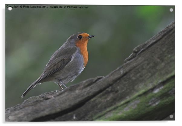 Robin (Erithacus rubecula) Acrylic by Pete Lawless