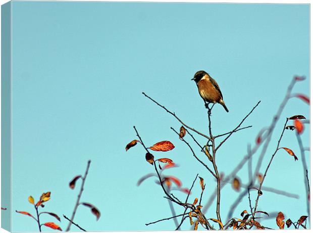 Stonechat Canvas Print by Tony Murtagh