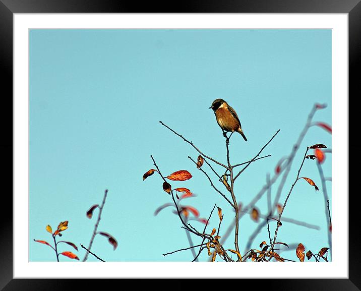 Stonechat Framed Mounted Print by Tony Murtagh