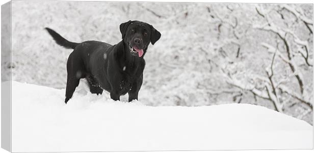 black labrador in the snow Canvas Print by Simon Wrigglesworth