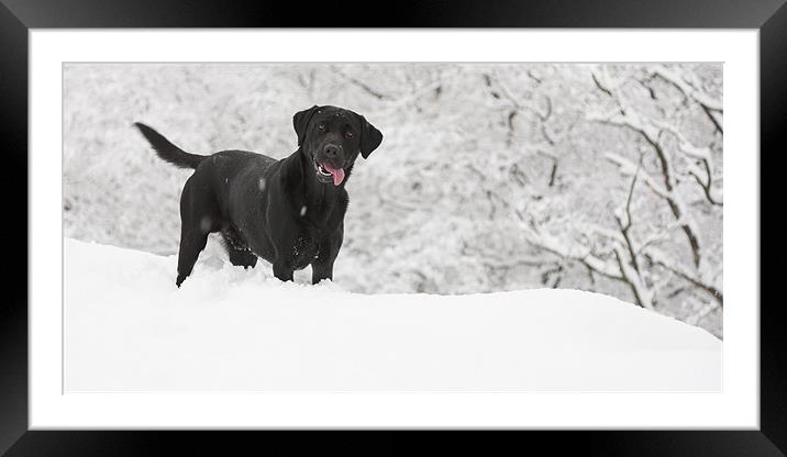 black labrador in the snow Framed Mounted Print by Simon Wrigglesworth