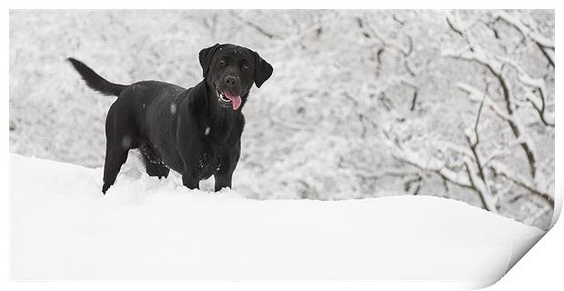 black labrador in the snow Print by Simon Wrigglesworth