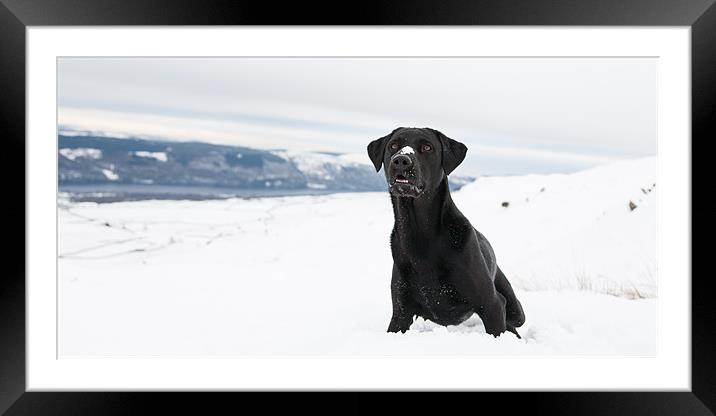 Black labrador in the snow Framed Mounted Print by Simon Wrigglesworth