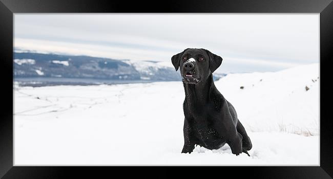 Black labrador in the snow Framed Print by Simon Wrigglesworth