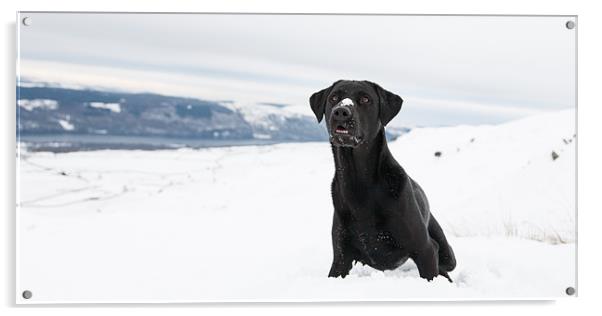 Black labrador in the snow Acrylic by Simon Wrigglesworth
