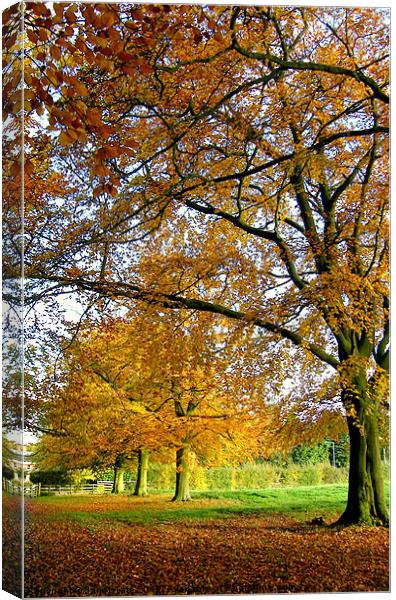 Autumn Colours Canvas Print by Janet Tate