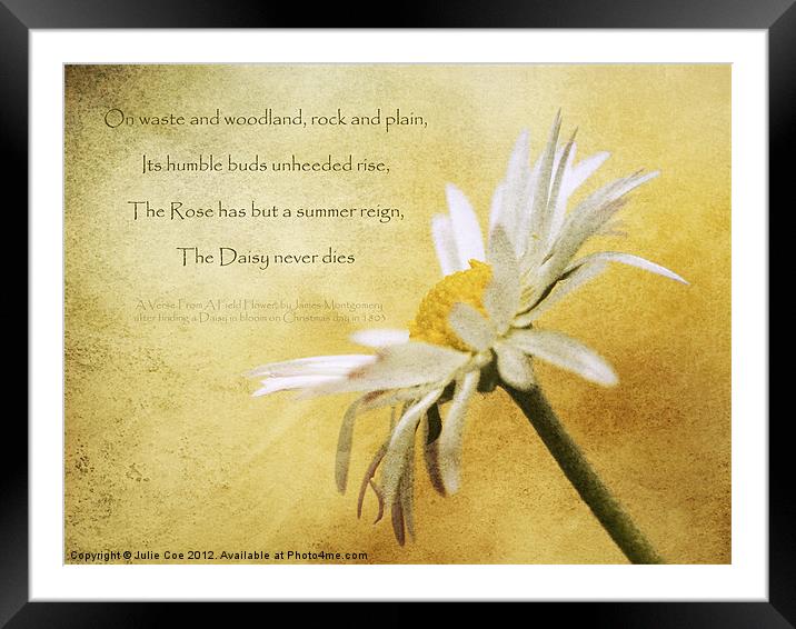 Daisy Poem Framed Mounted Print by Julie Coe