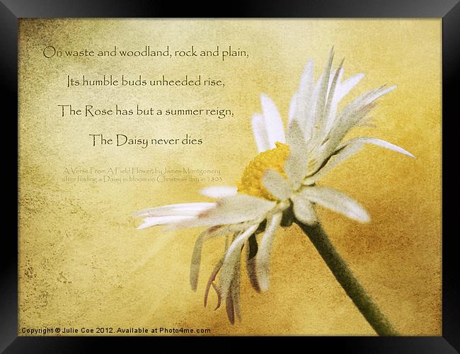 Daisy Poem Framed Print by Julie Coe