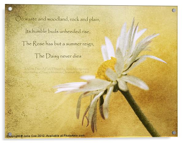 Daisy Poem Acrylic by Julie Coe
