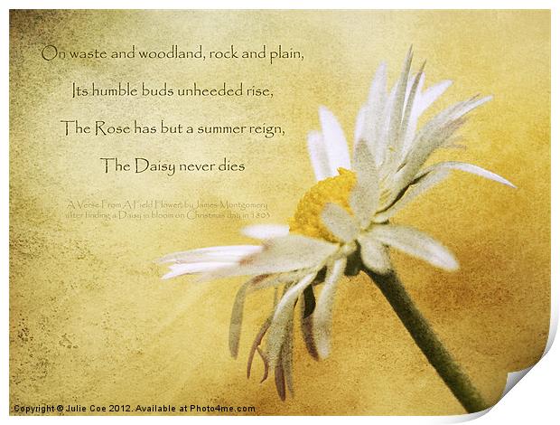 Daisy Poem Print by Julie Coe