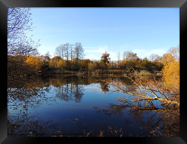 Blashford Lakes Framed Print by Jules Camfield