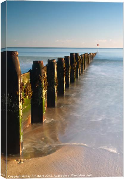 Old Groynes at Blyth Canvas Print by Ray Pritchard