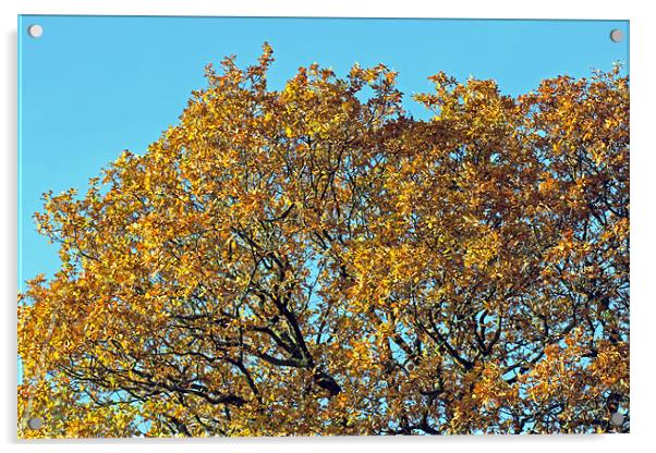 Autumn Gold Acrylic by Tony Murtagh