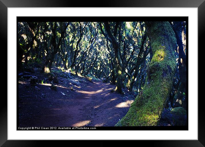 Woodland path Framed Mounted Print by Phil Crean