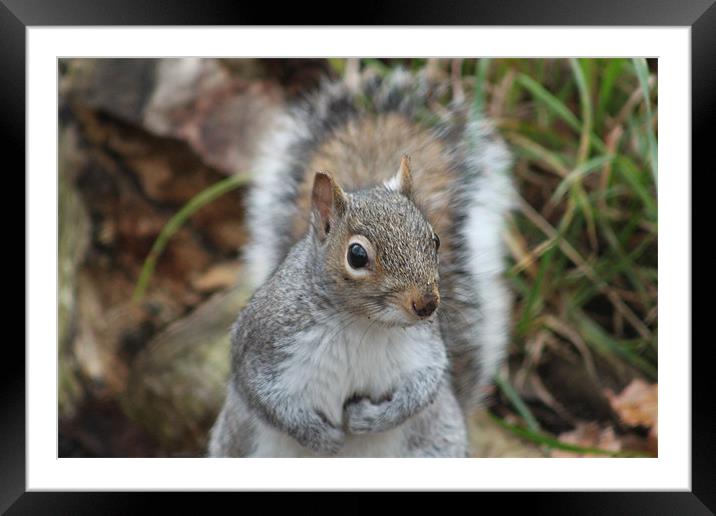 Friendly Squirrel Framed Mounted Print by Will Holme