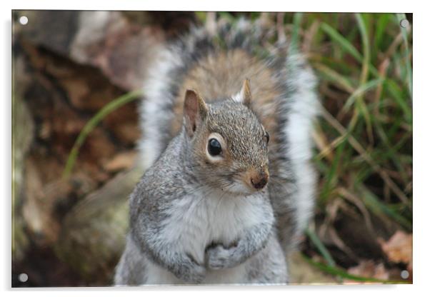 Friendly Squirrel Acrylic by Will Holme