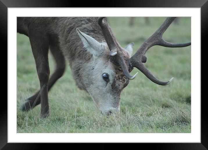 Grazing Stag Framed Mounted Print by Will Holme