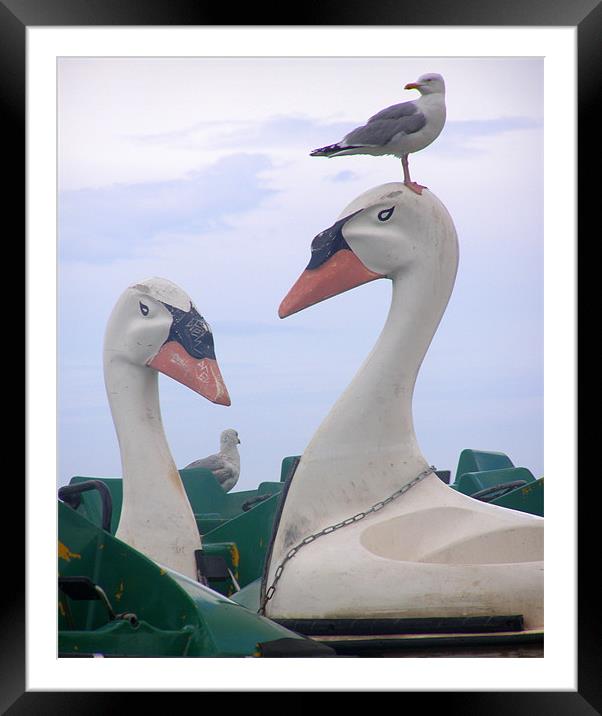 Tynemouth Park lake -2 by 2 - gulls and swan boats  Framed Mounted Print by David Turnbull