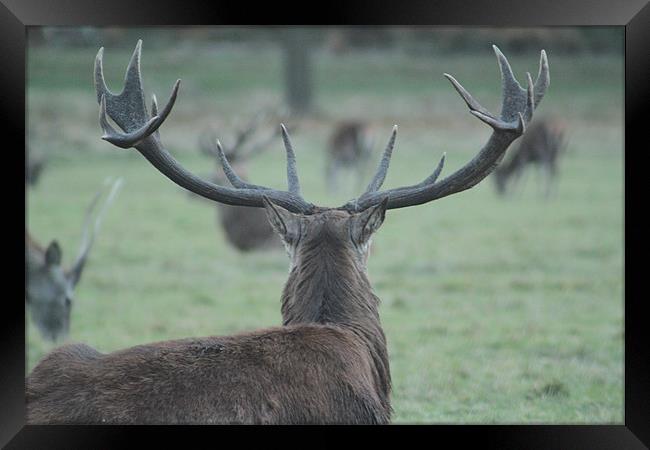 Stag Surveying Deer Herd Framed Print by Will Holme