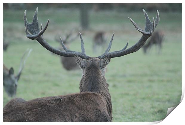 Stag Surveying Deer Herd Print by Will Holme