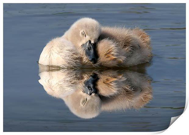 Sleeping Cygnet Print by Mike Gorton