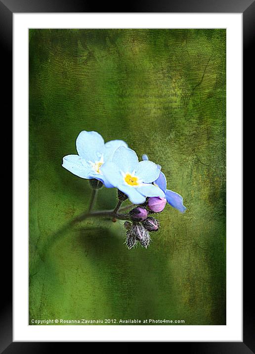 Forget-Me-Not. Framed Mounted Print by Rosanna Zavanaiu