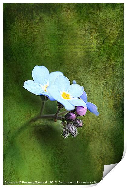 Forget-Me-Not. Print by Rosanna Zavanaiu