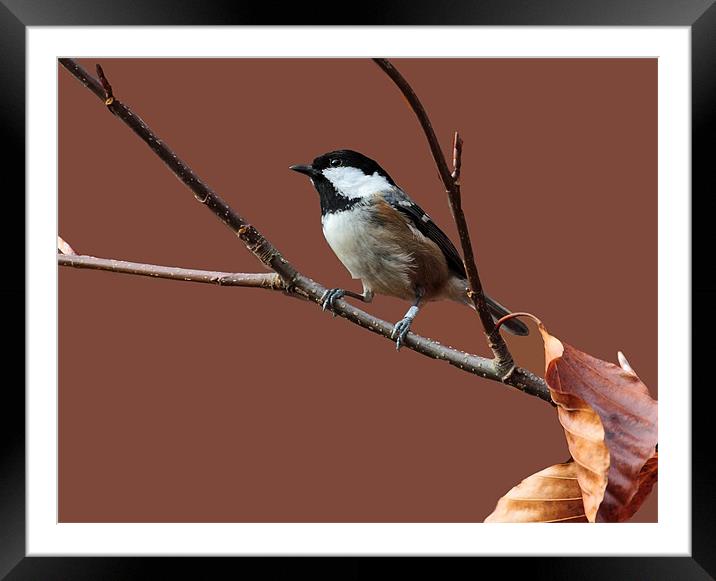 Little Coal Tit Framed Mounted Print by Debbie Metcalfe