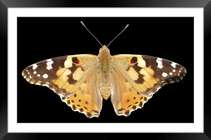 Painted lady Framed Mounted Print by Shoshan Photography 
