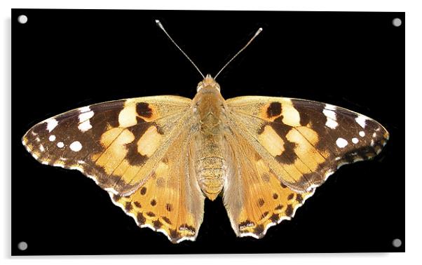 Painted lady Acrylic by Shoshan Photography 