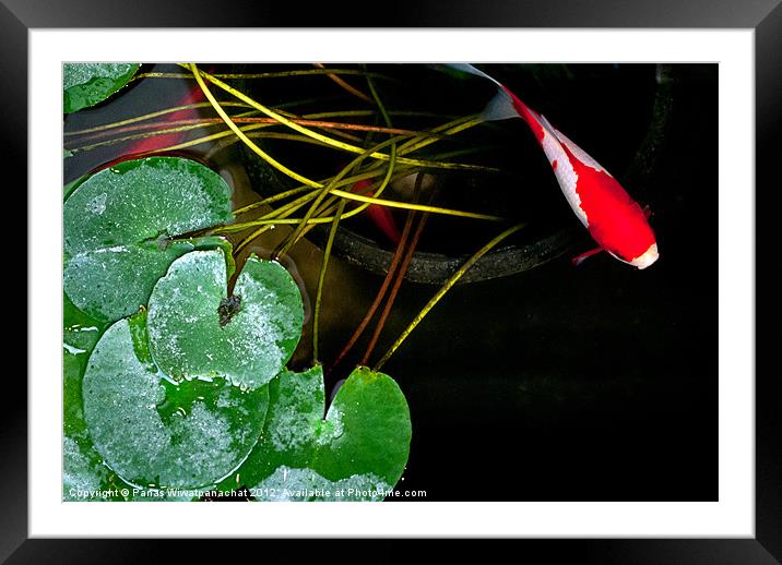 Koi and Water Lilly Framed Mounted Print by Panas Wiwatpanachat