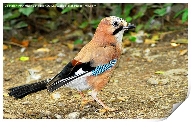 Jay Print by Anthony Hedger